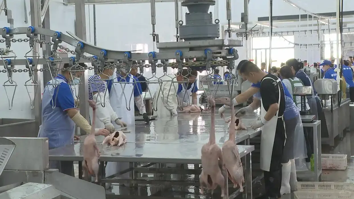 黑龙江的鹅肝产业你知道吗  