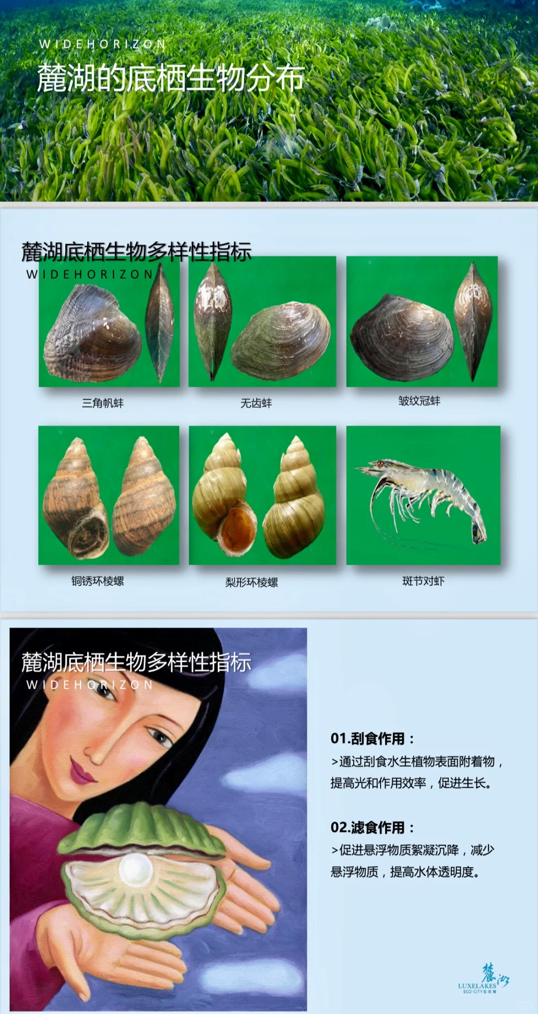 探秘麓湖｜麓湖的水以后会一直清澈吗