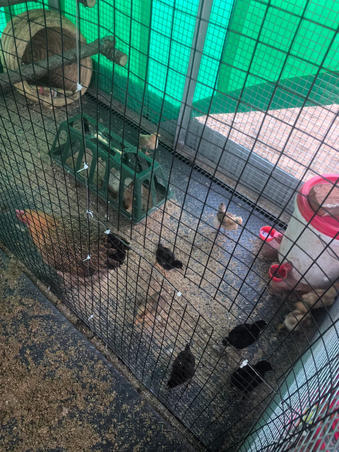 记录一下，养鸡进入第三个年头了