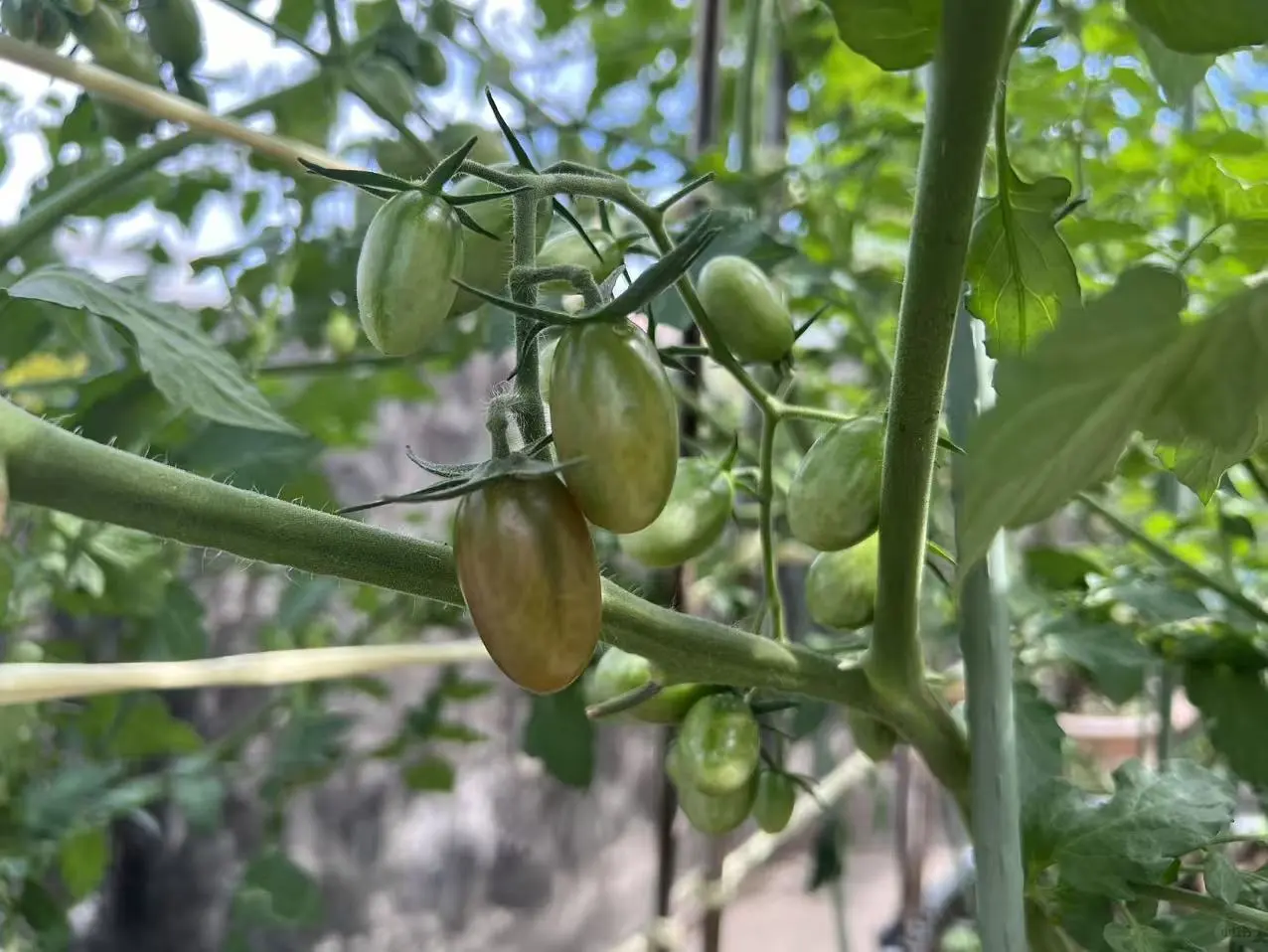 哇，没想到澄海也有这么新奇的水果番茄