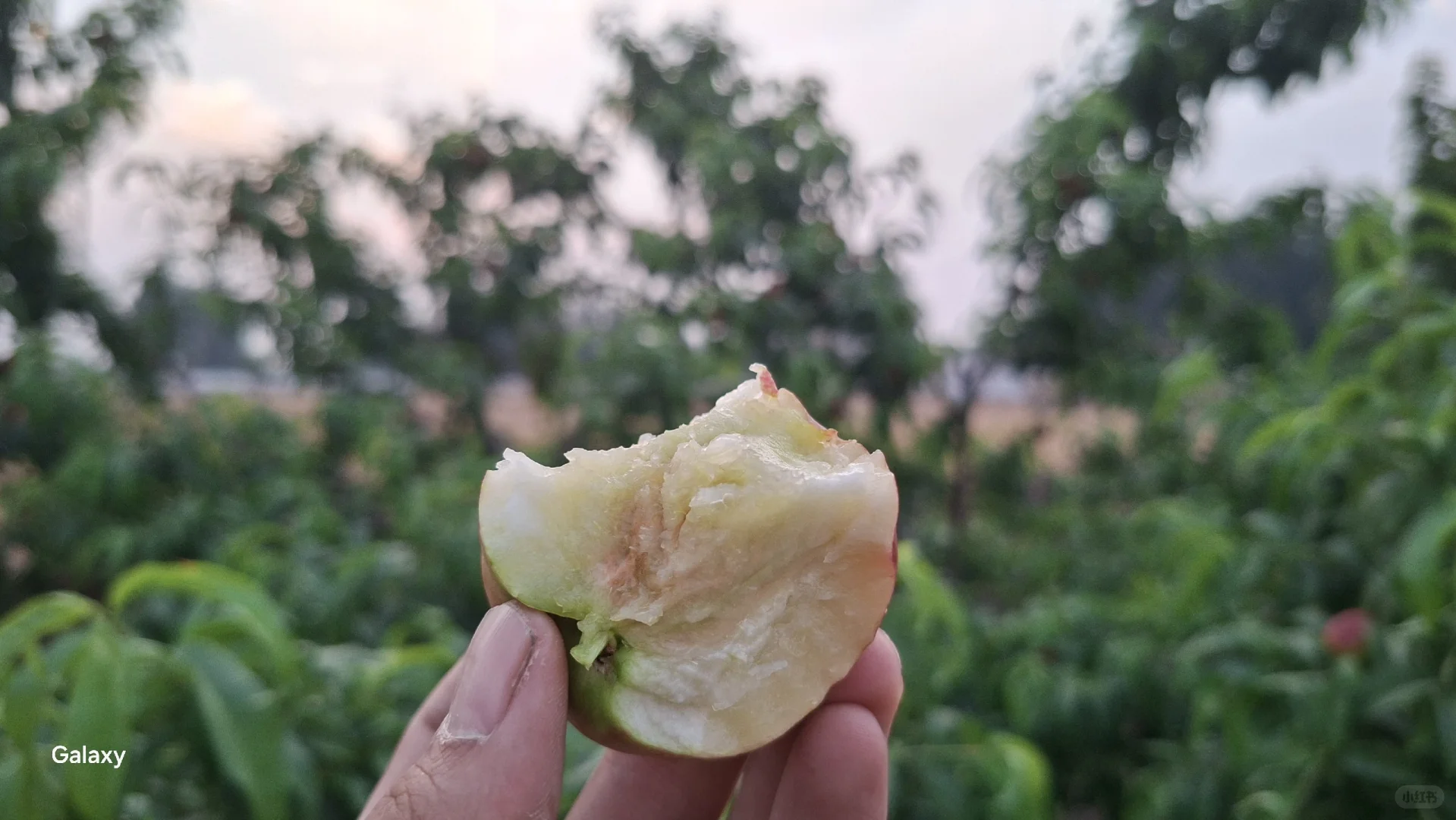 种了这么久的果树终于有个能吃的了。