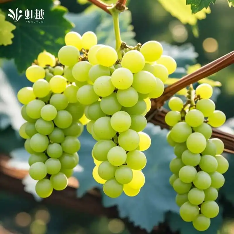 ?果树综合太好养！新手也能种！