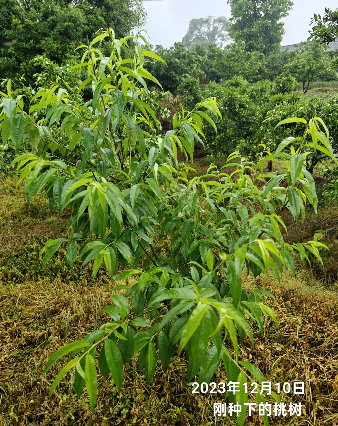 想看看你们种的挂满枝头的水果?