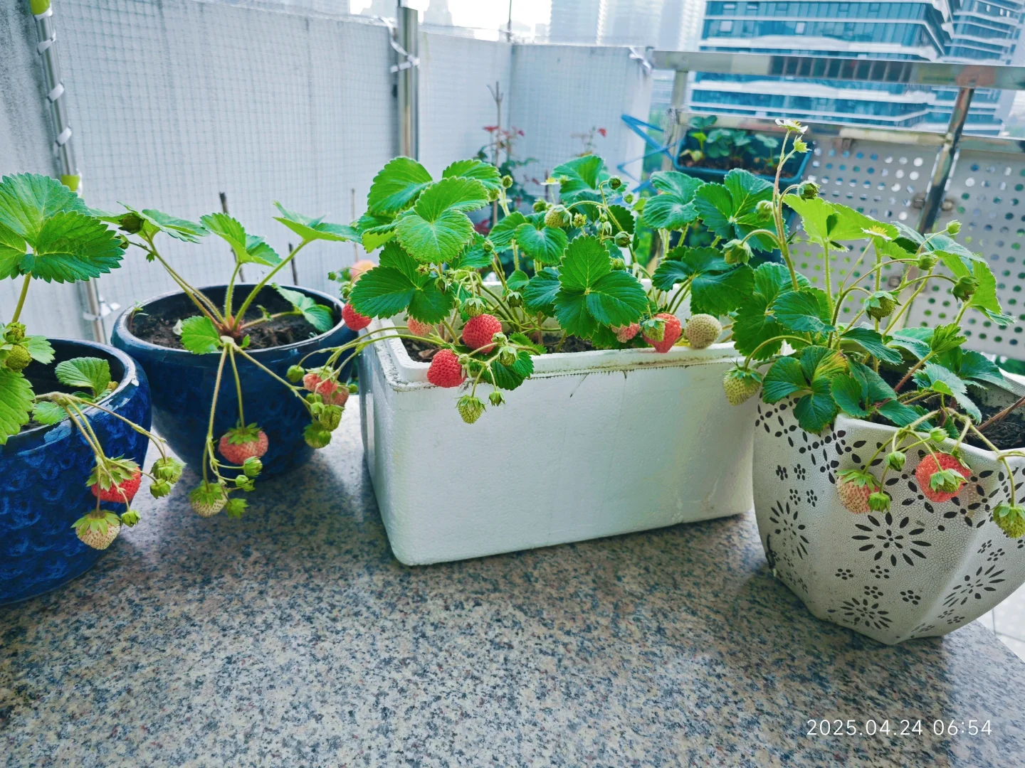 硕果累累，草莓自由