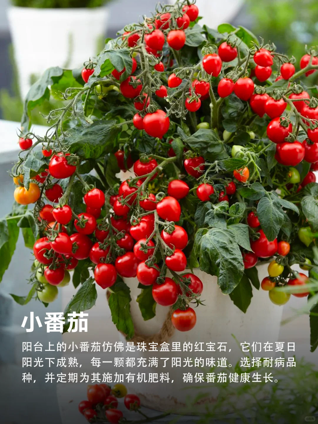 有阳台就能种的9种水果❗实现水果自由‼