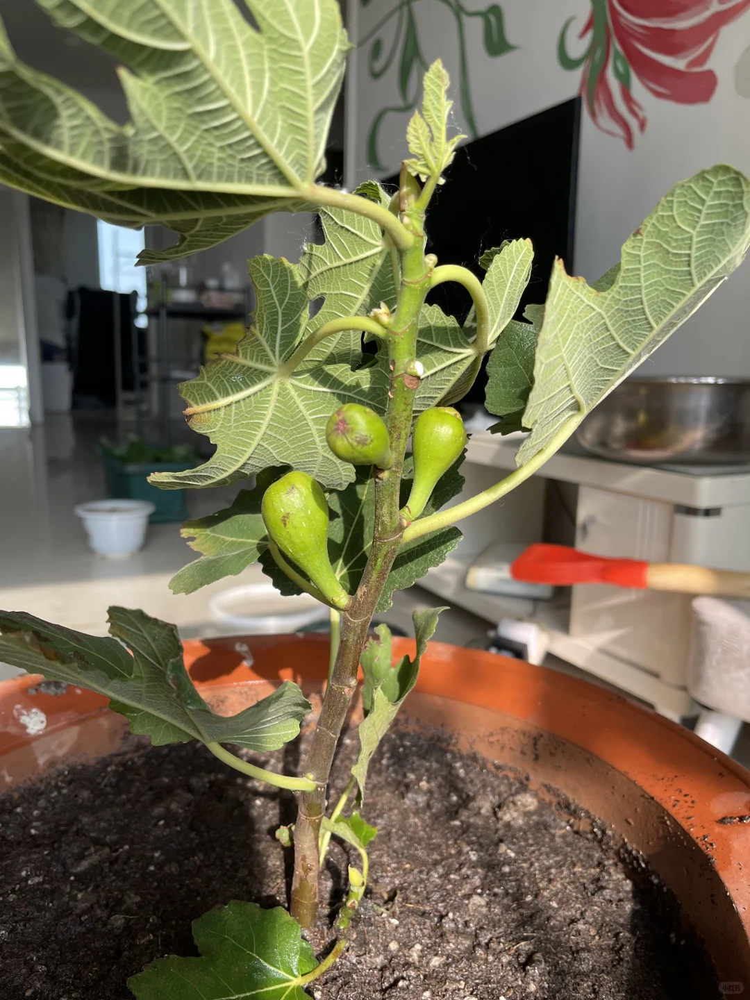 阳台版小水果园～