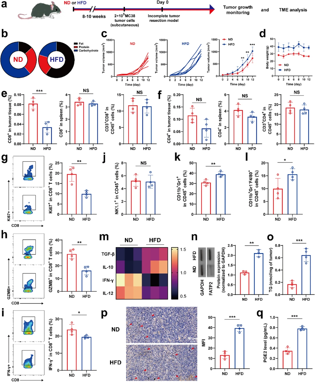 多功能水凝胶：肥胖相关肿瘤&免疫