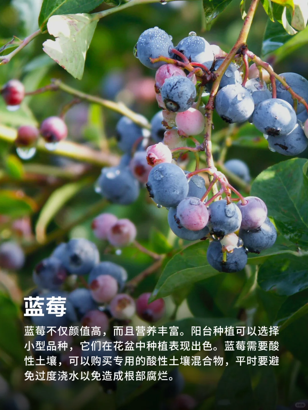 有阳台就能种的9种水果❗实现水果自由‼