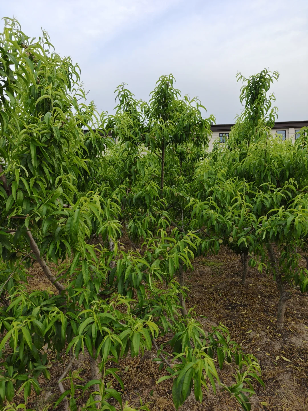 今年的葡萄，?已经有果果了哦