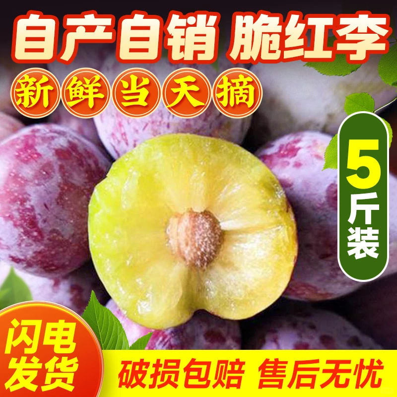 吃李子的季节到了 脆甜可口