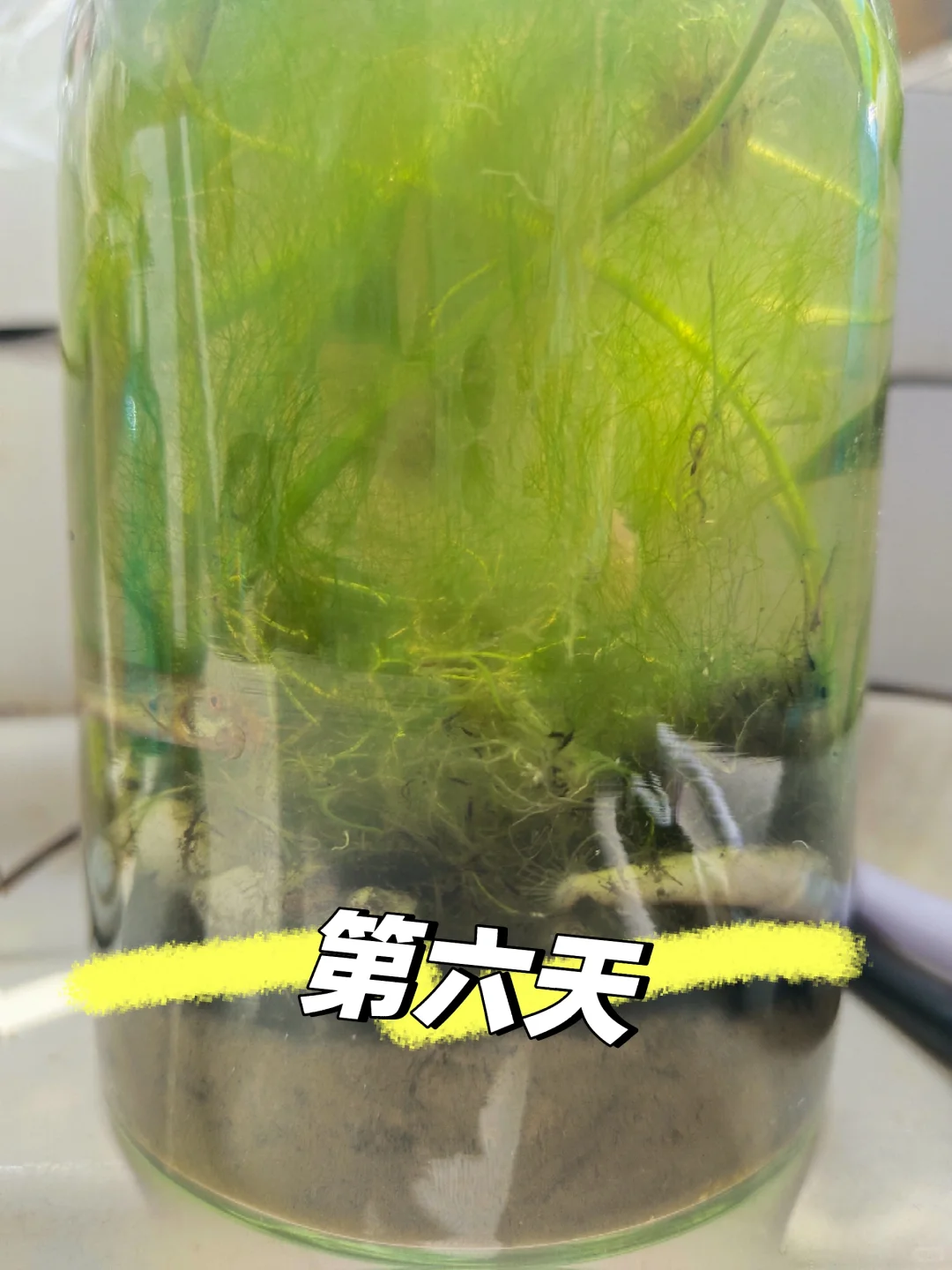 生态瓶