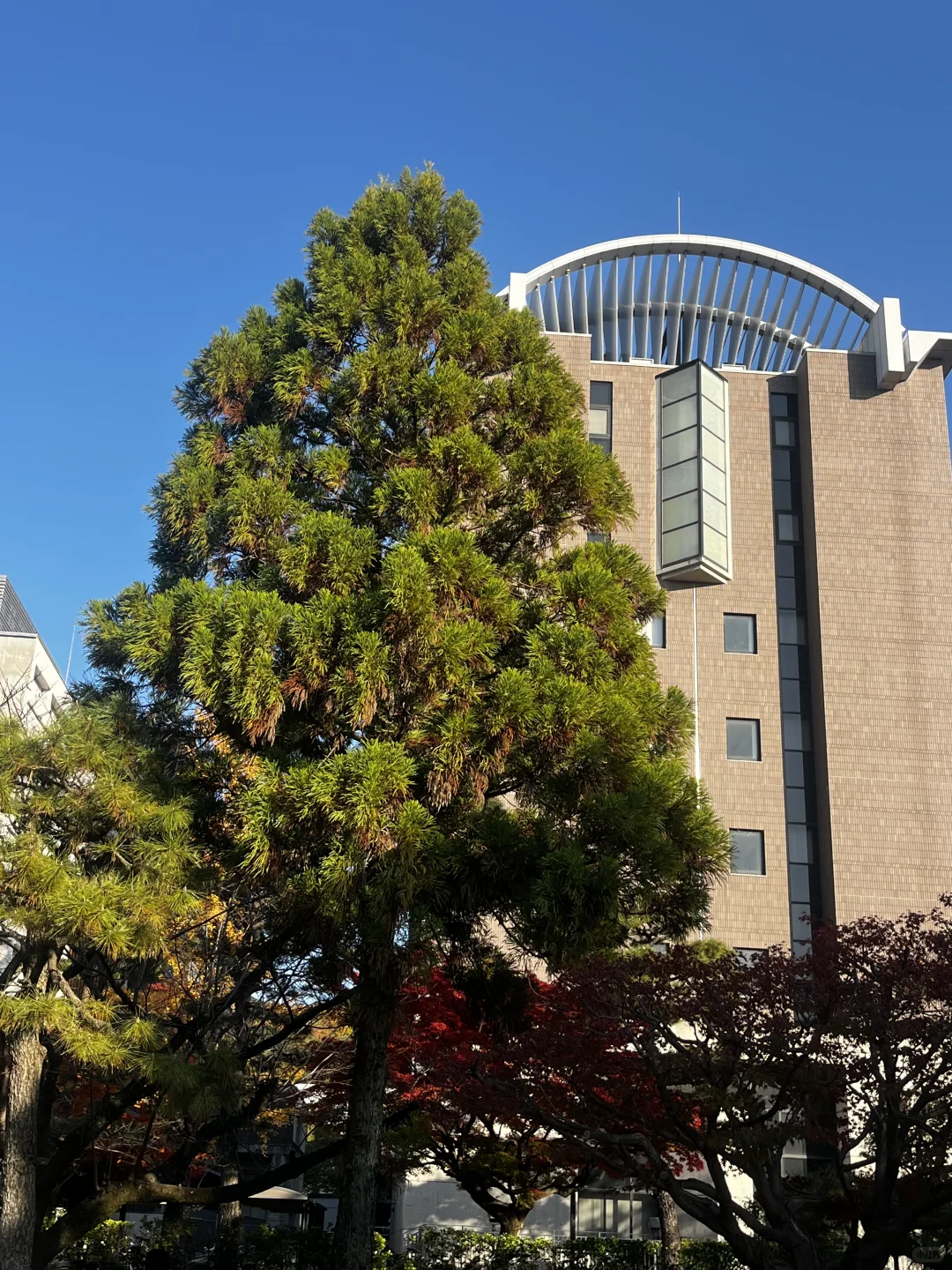 京都大学