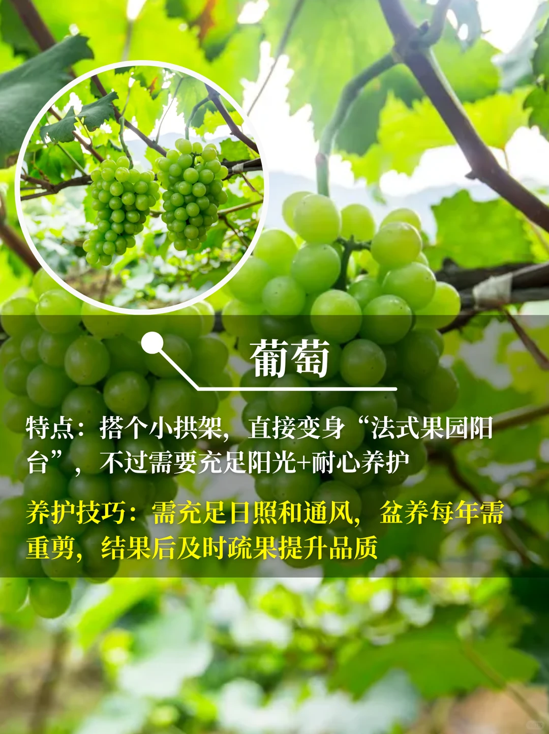 直接水果自由❗在阳台你就种这9种水果√