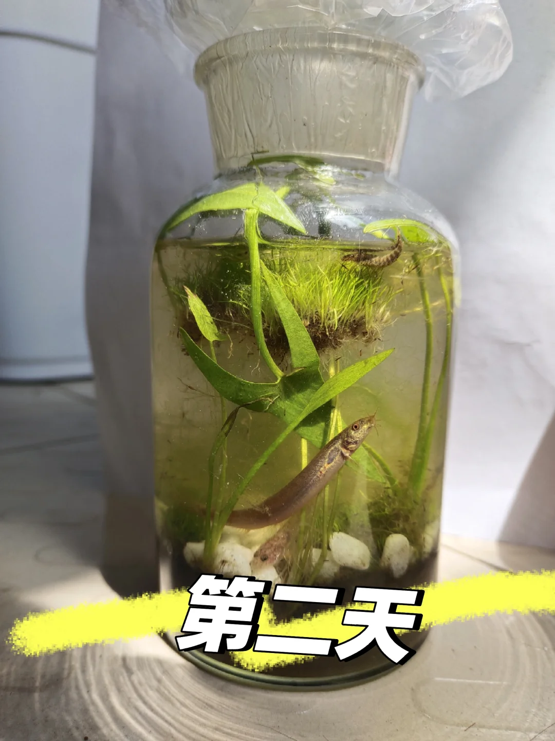 生态瓶