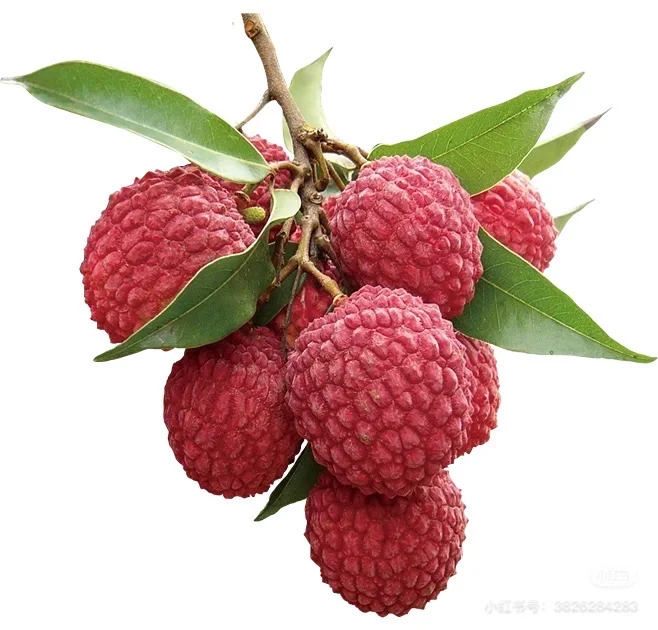 色彩练习素材2～水果????????‍?