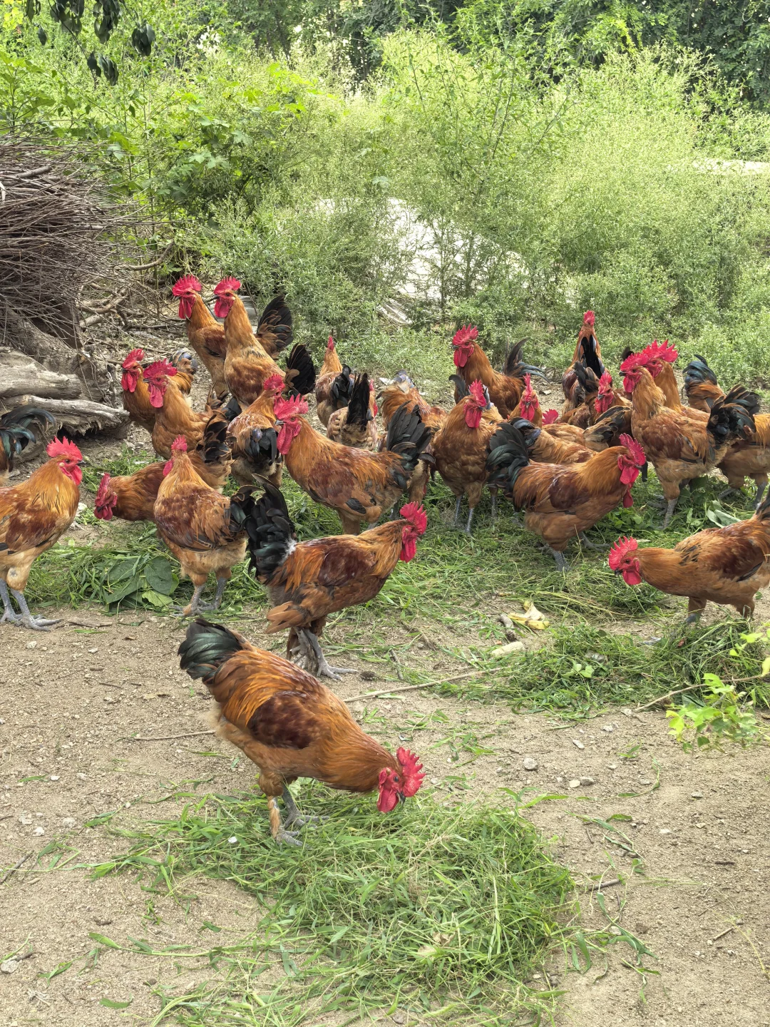 农村散养大公鸡太漂亮啦