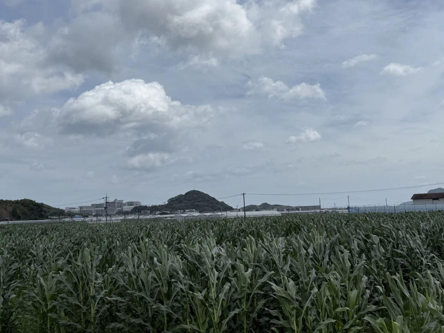 如何在日本做农业，你想问的我有系统方案