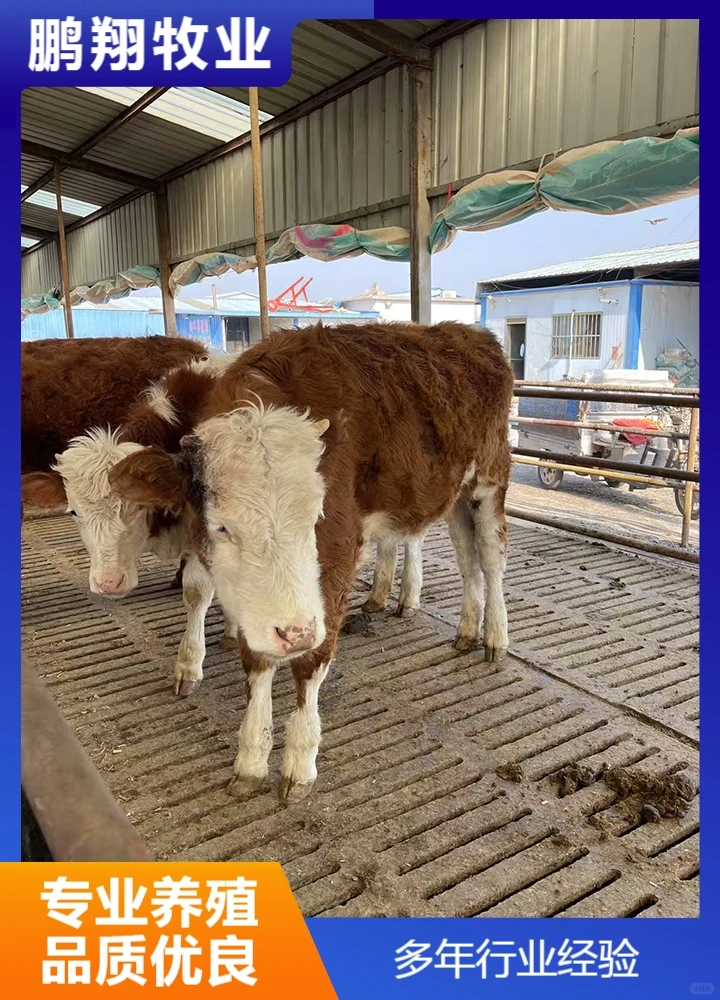 鹏翔牧业肉牛