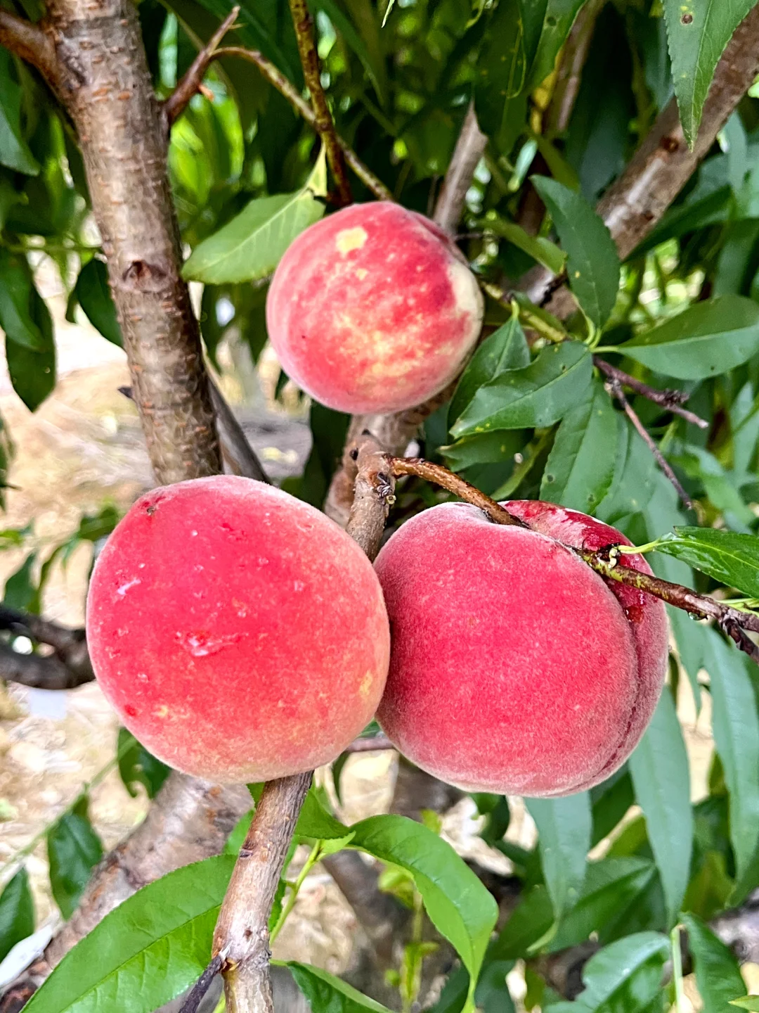 新一季的水果又要来啦～???