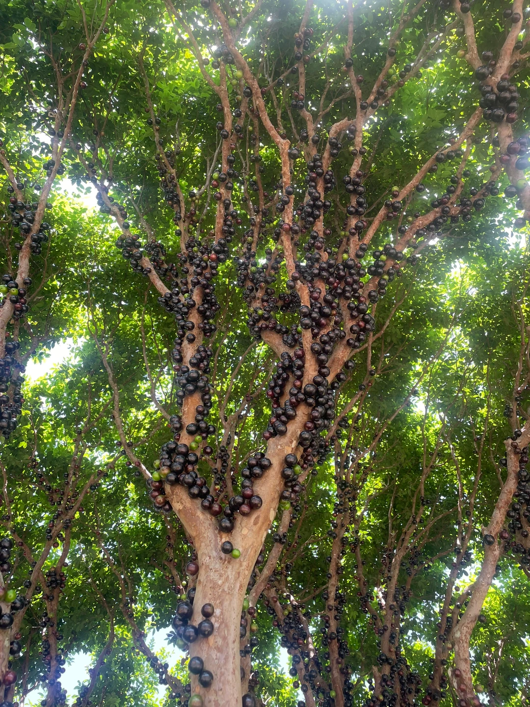 【果农日常】自家果园种植嘉宝果