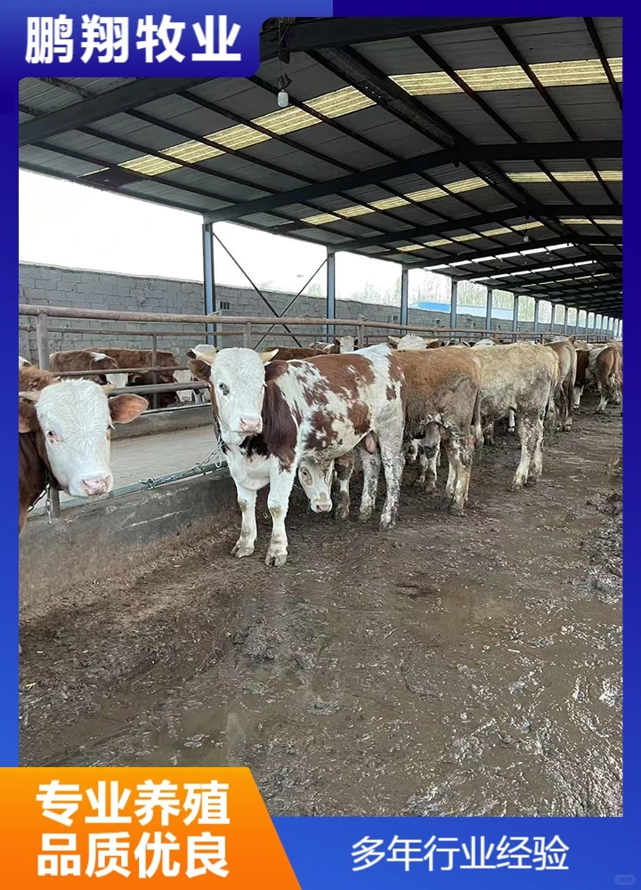 鹏翔牧业肉牛