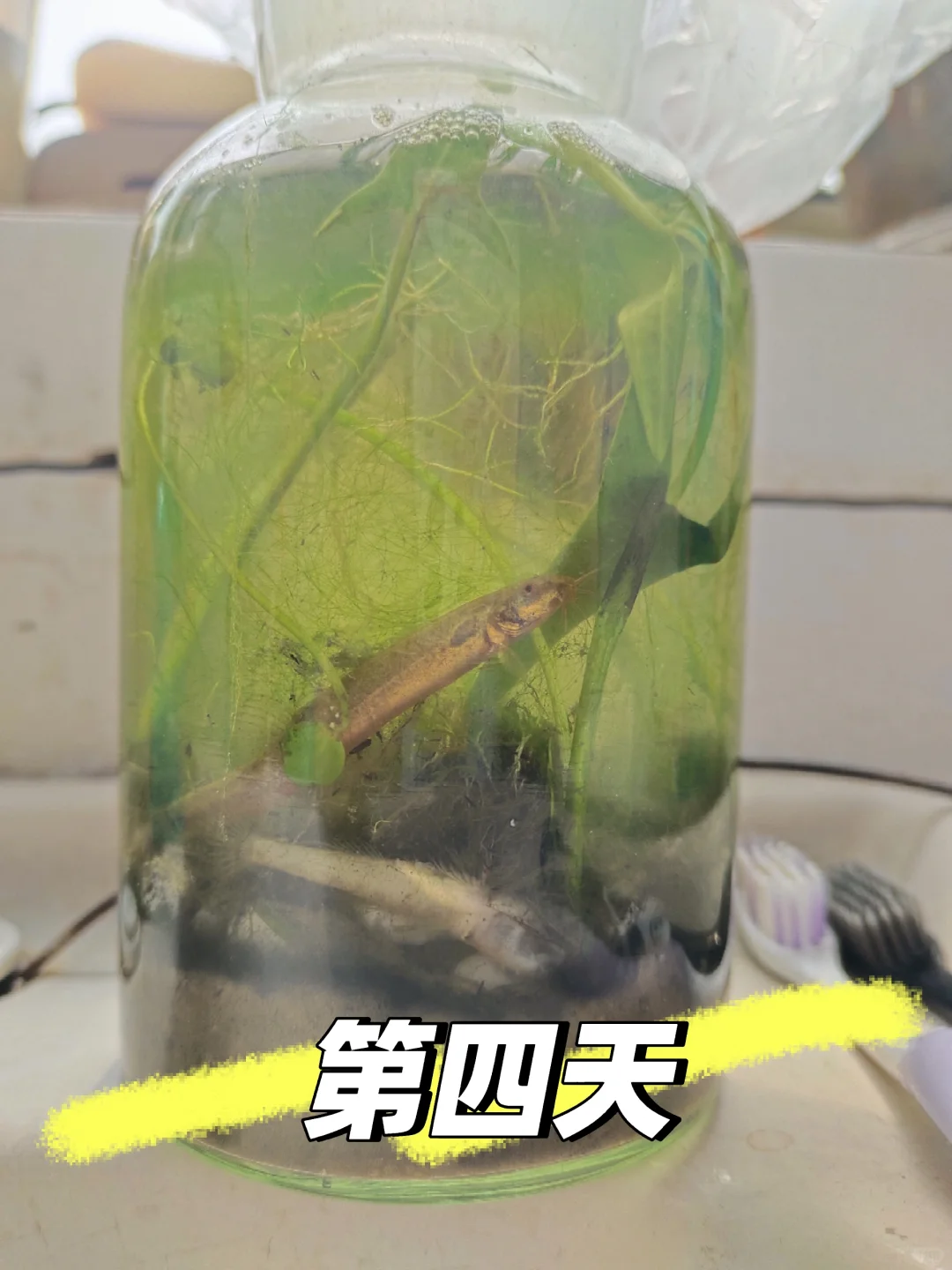 生态瓶