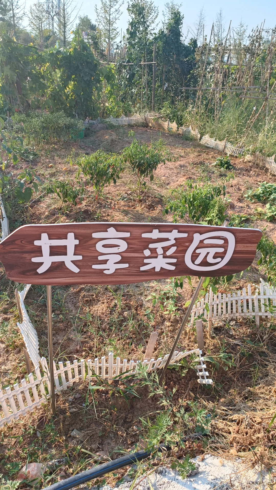 云上认养：让不同品类农产品精准“出圈”