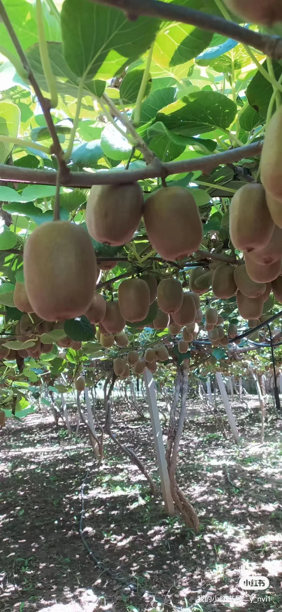 我爸说便宜的卖出去总比烂在地里好