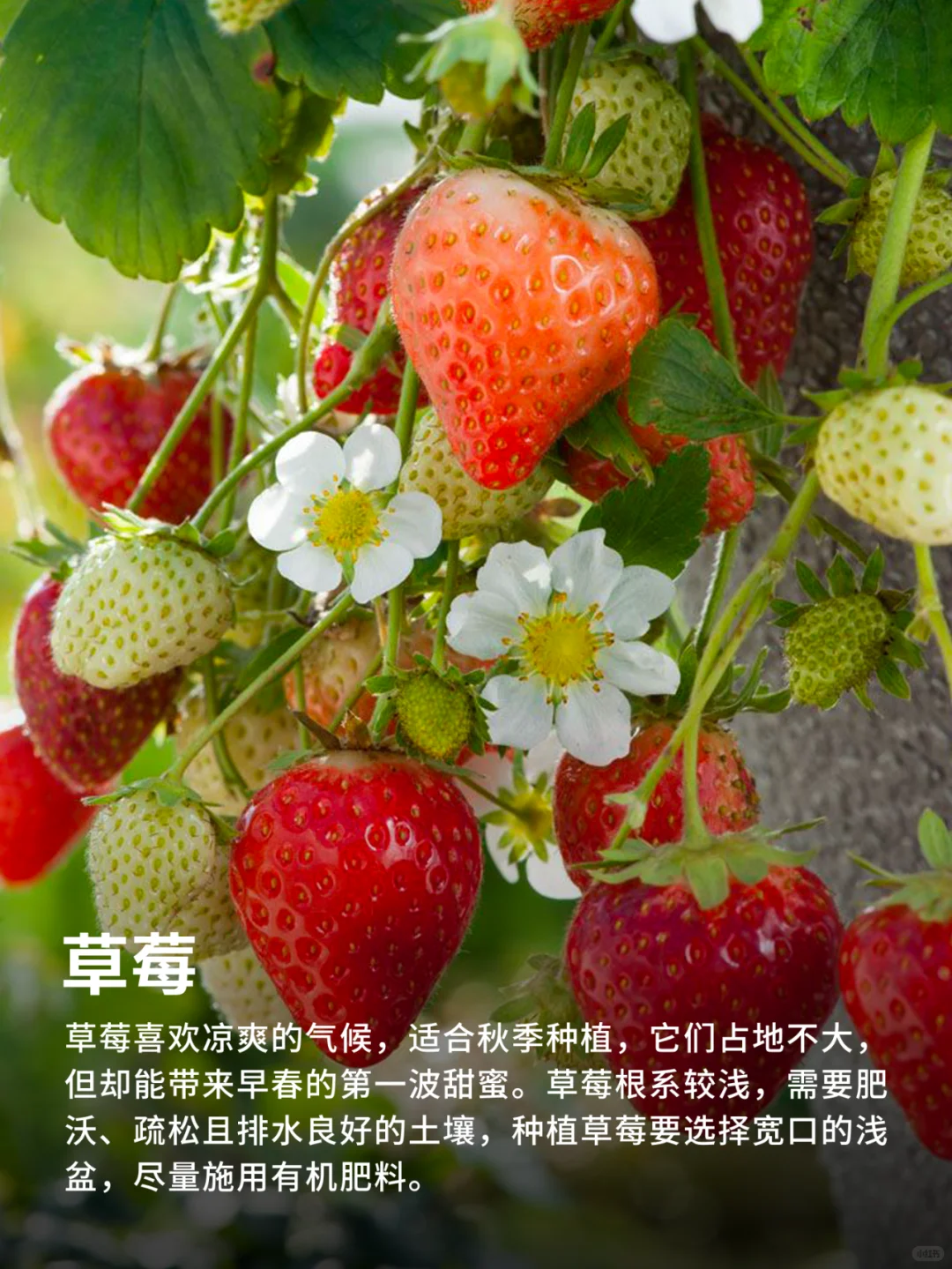 有阳台就能种的9种水果❗实现水果自由‼