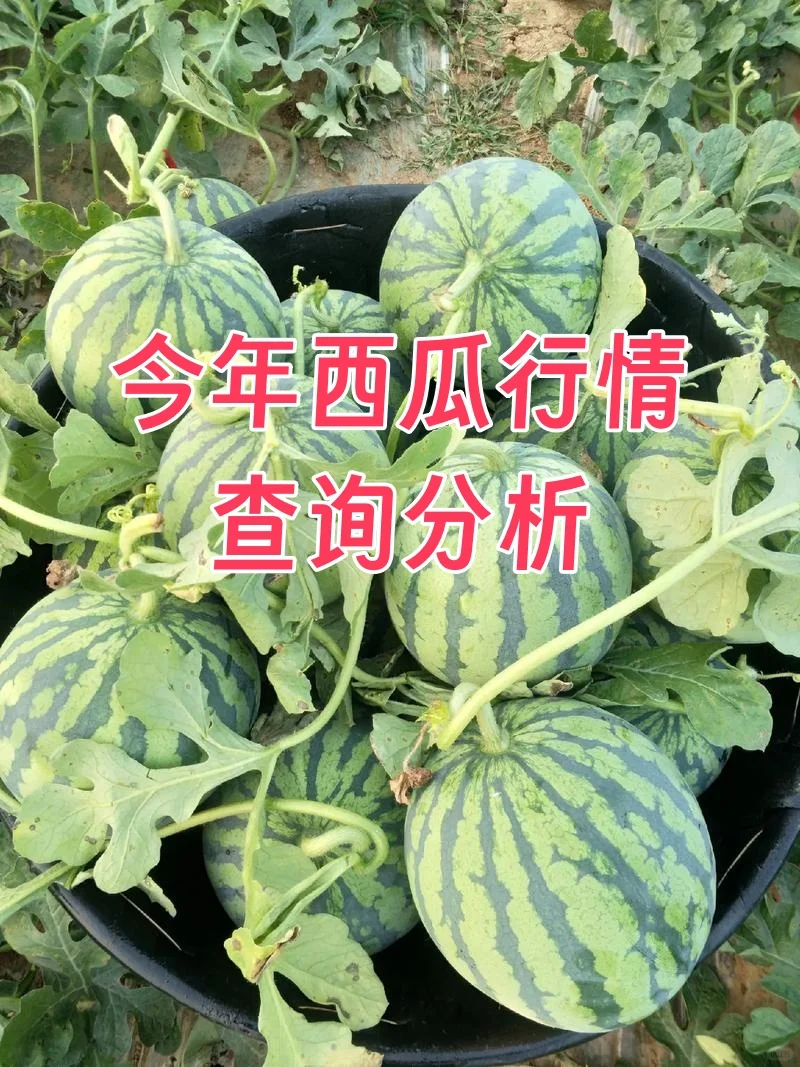 今年西瓜行情：麒麟西瓜多少钱一斤正常？