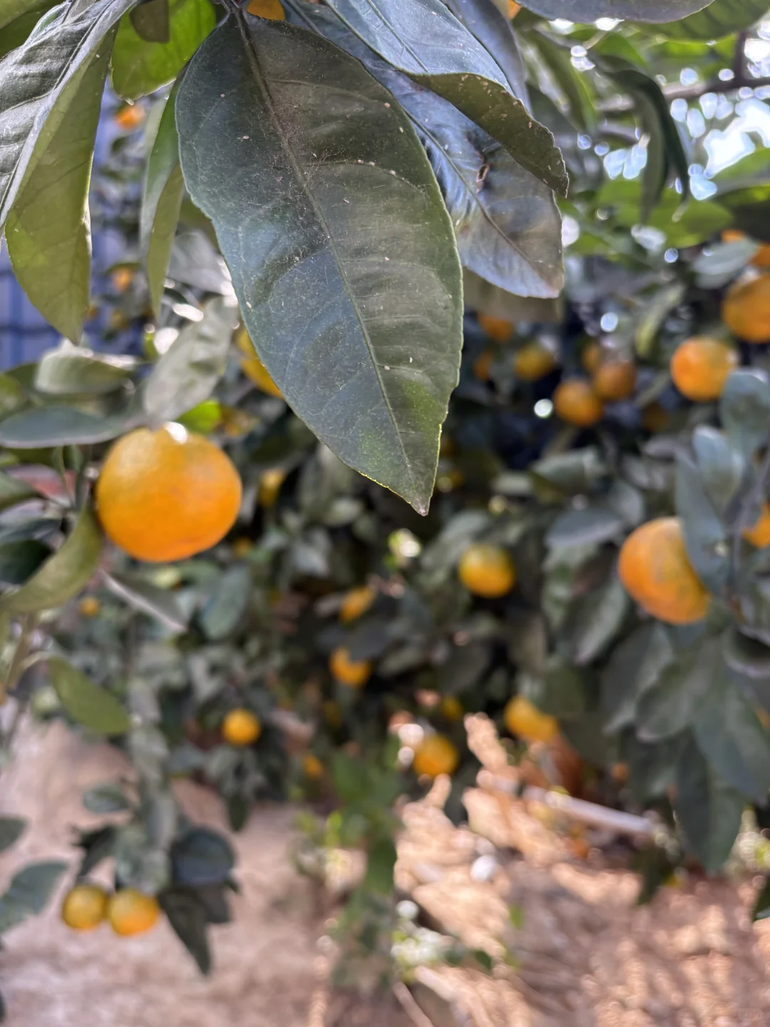 橘子挂满了枝头，却不见当初采橘子的娃娃