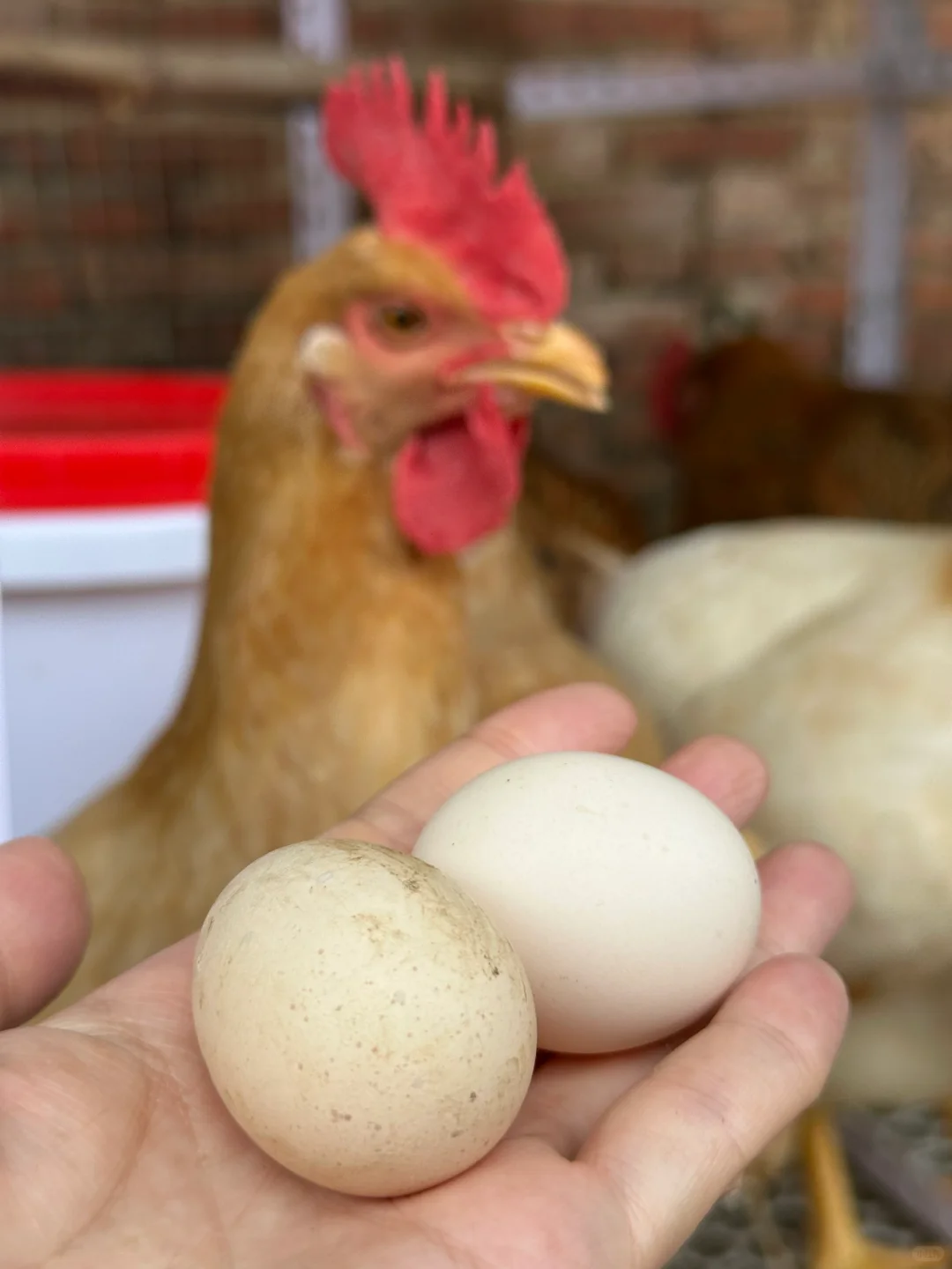 鸡舍安装自动饮水器+喂食器方便很多啊！