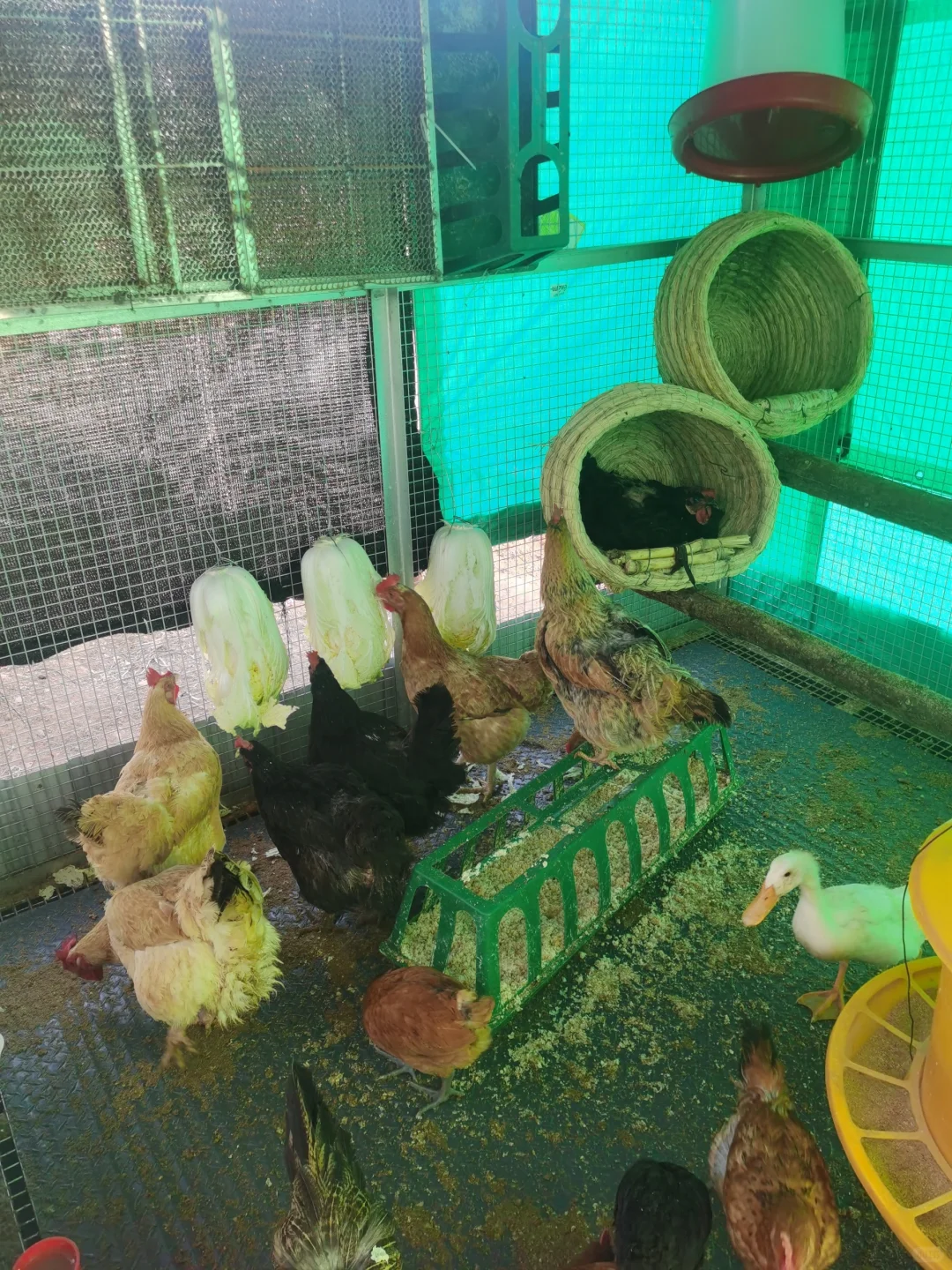 记录一下，养鸡进入第三个年头了