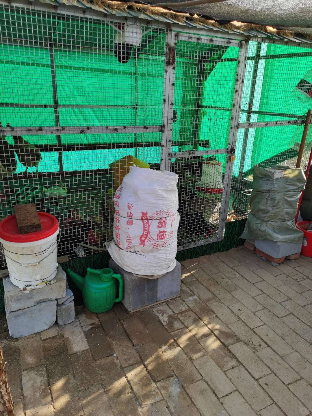 记录一下，养鸡进入第三个年头了
