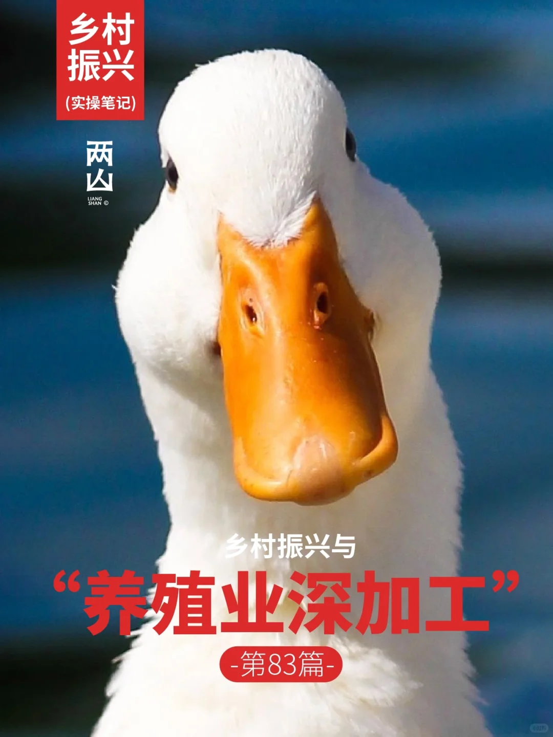 乡村振兴与养殖深加工。