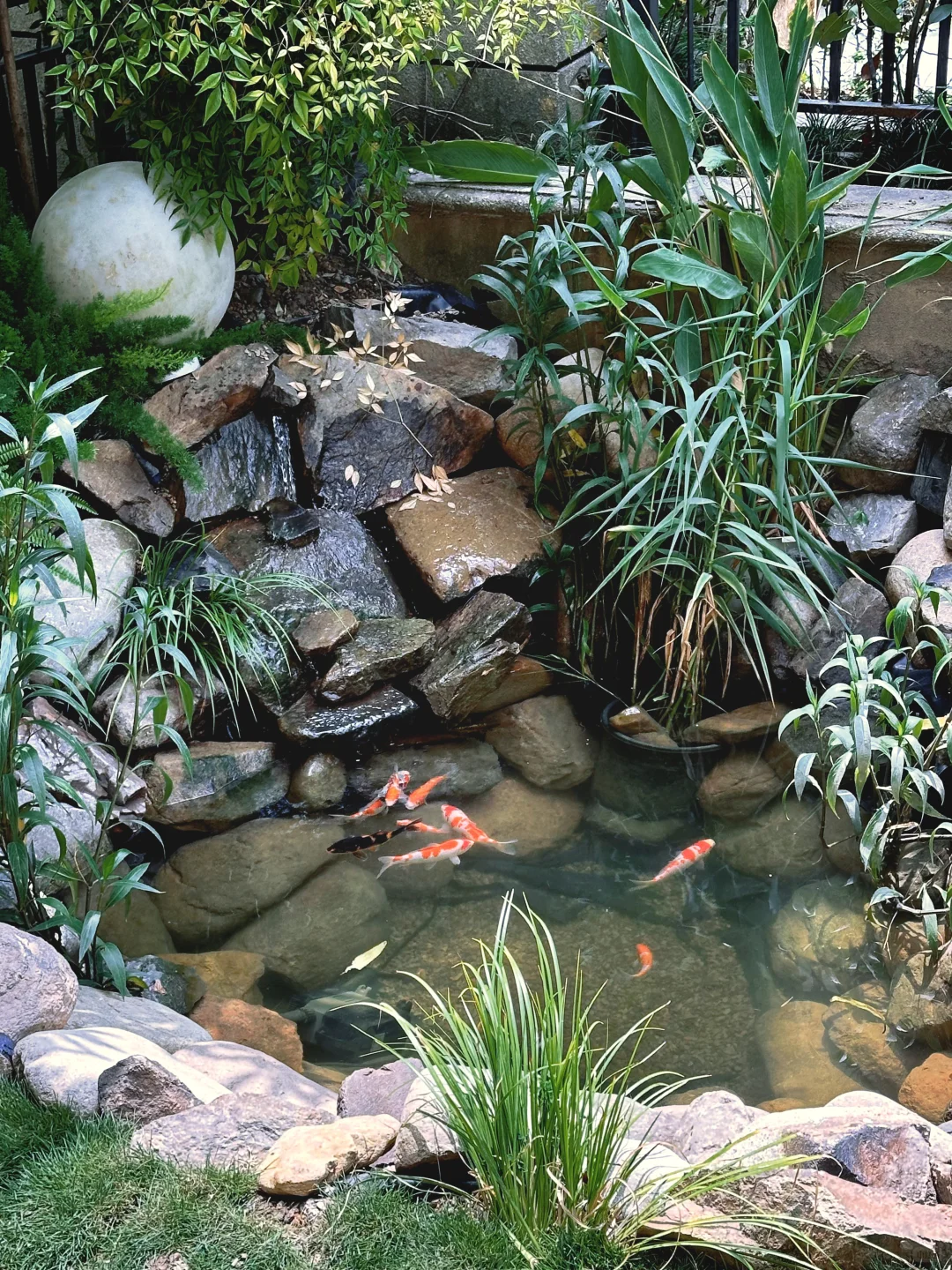 鱼池水质净化血泪史?看看你的鱼池