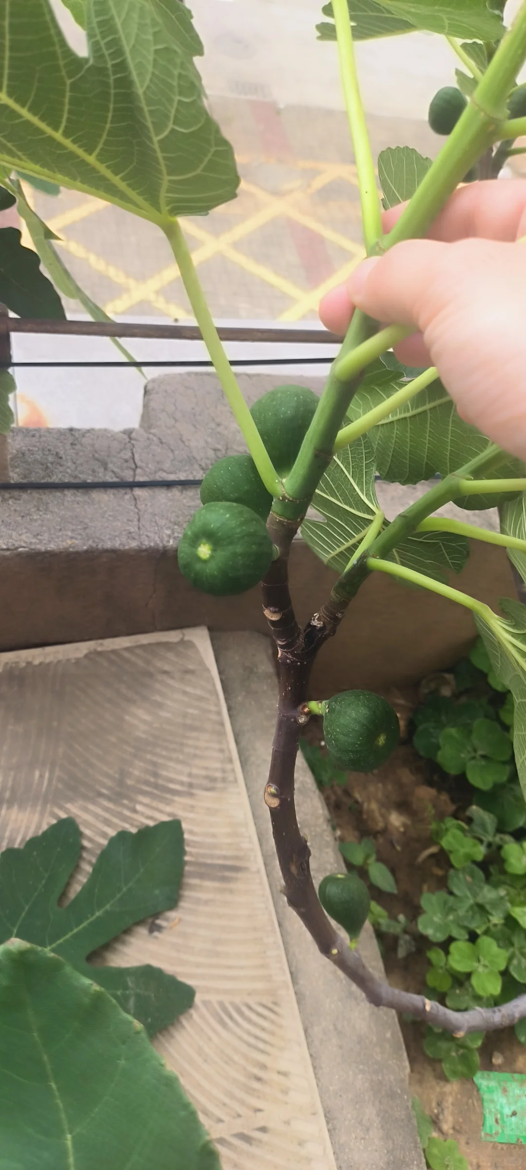 春果挂枝头，期待下个月成熟