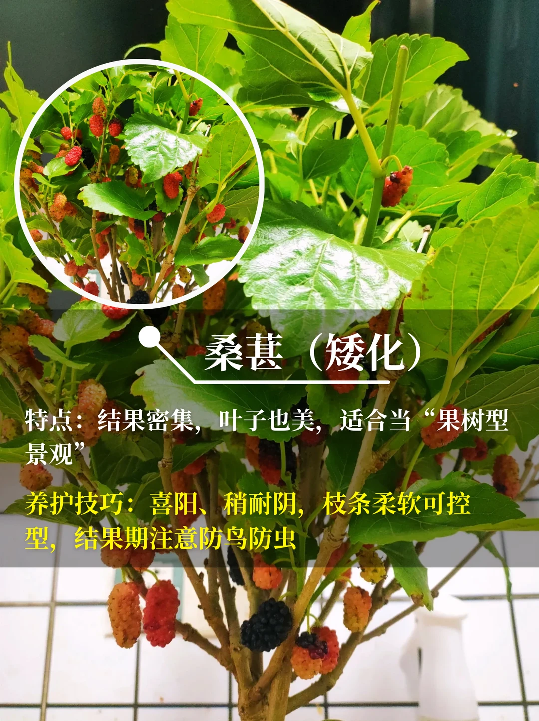 直接水果自由❗在阳台你就种这9种水果√