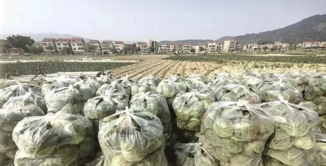 0.2元/斤！福建包菜跌价，菜农地头“白送”