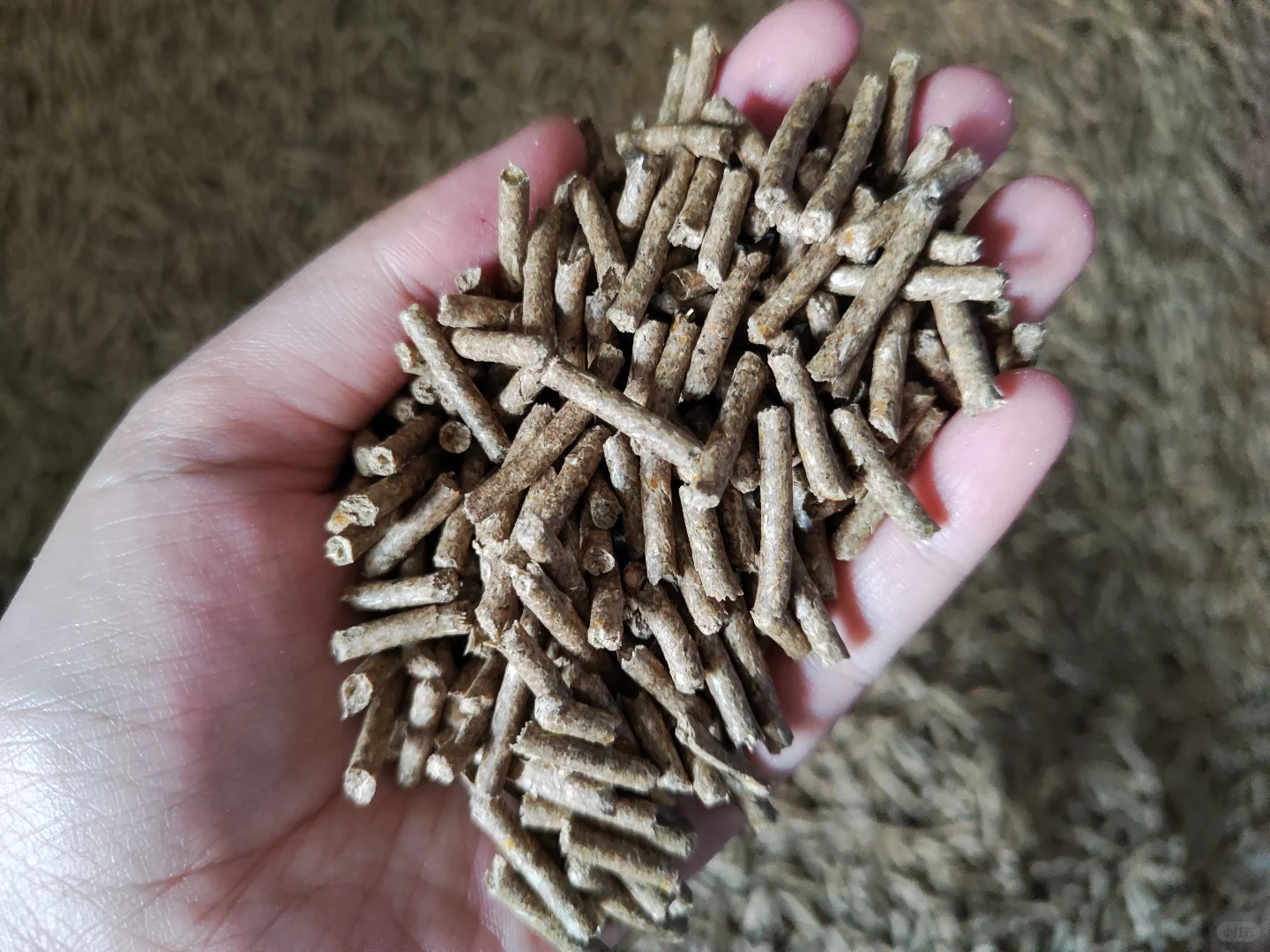 大学生帮卖家里自己加工兔饲料