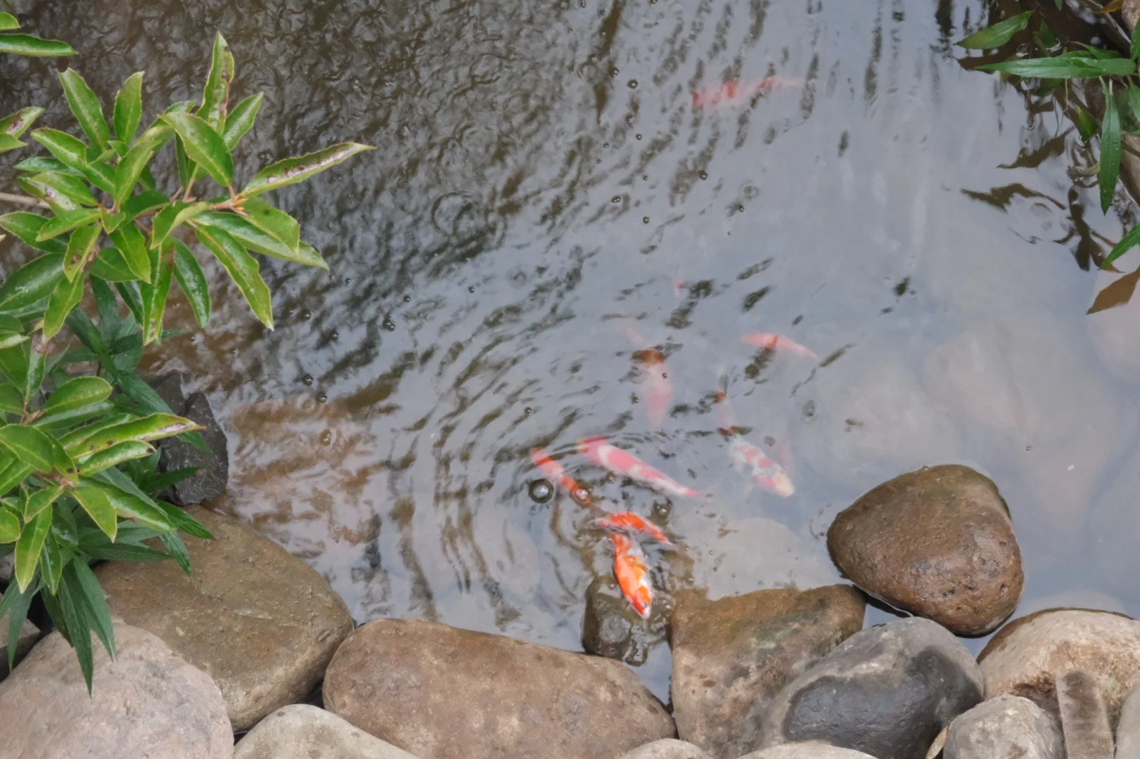 鱼池水质净化血泪史?看看你的鱼池