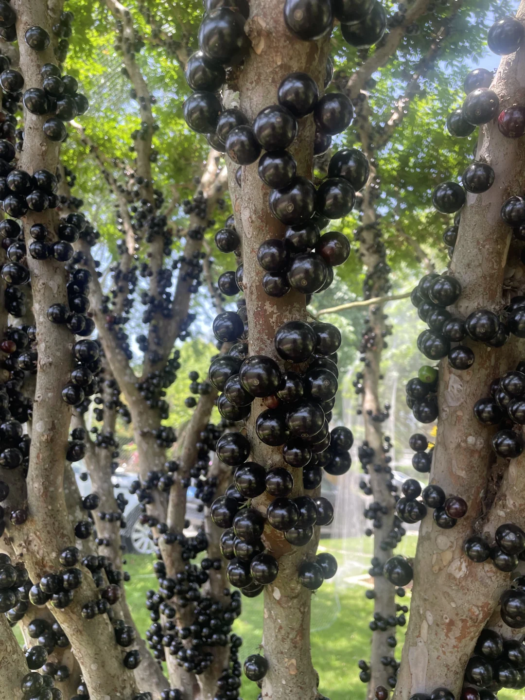 【果农日常】自家果园种植嘉宝果