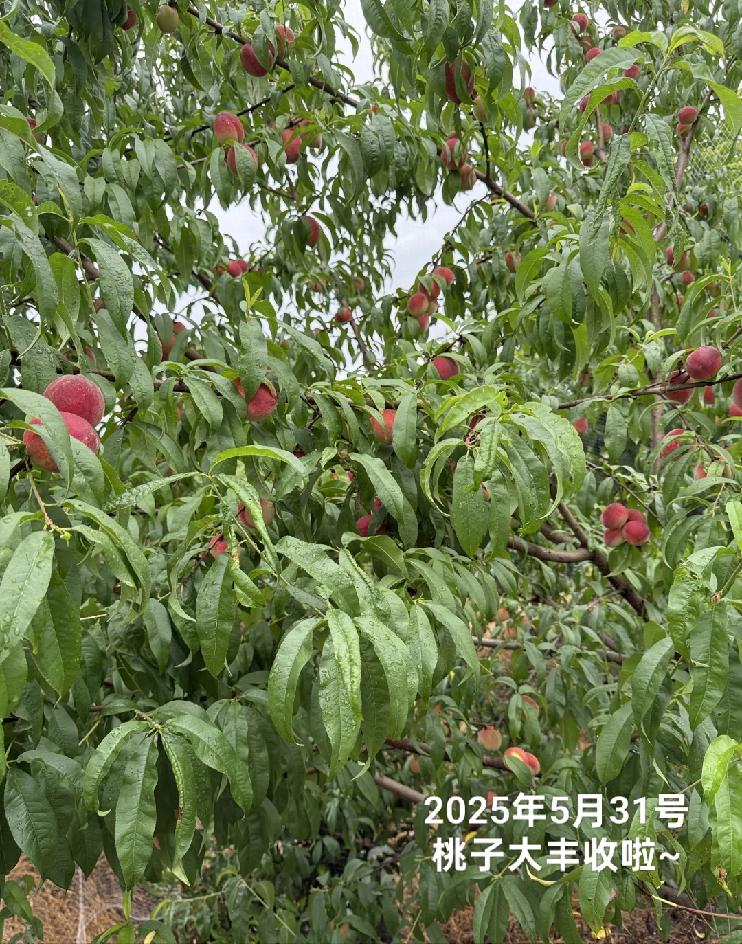 想看看你们种的挂满枝头的水果?