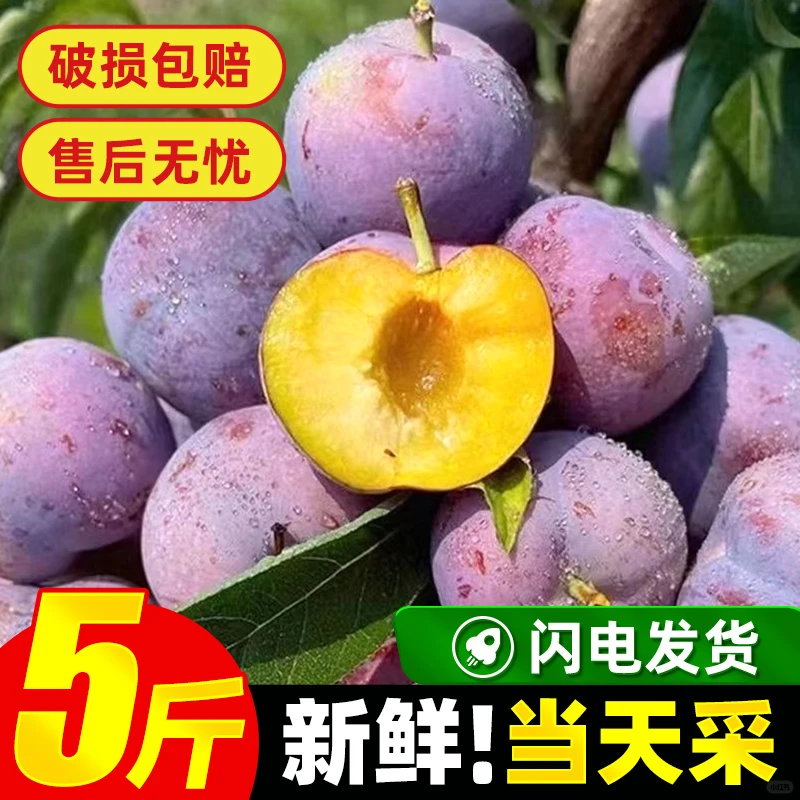 吃李子的季节到了 脆甜可口