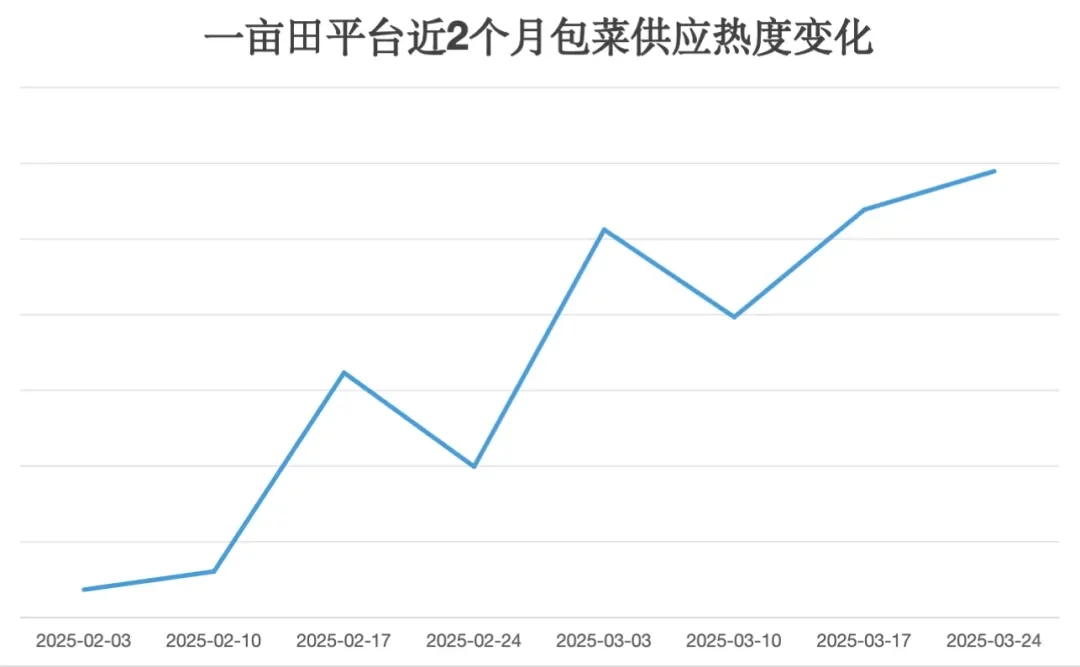 0.2元/斤！福建包菜跌价，菜农地头“白送”