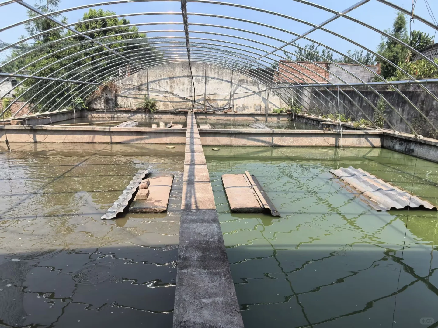 乡贤“养鳖人”：在宜宾李端，种出新模样鳖