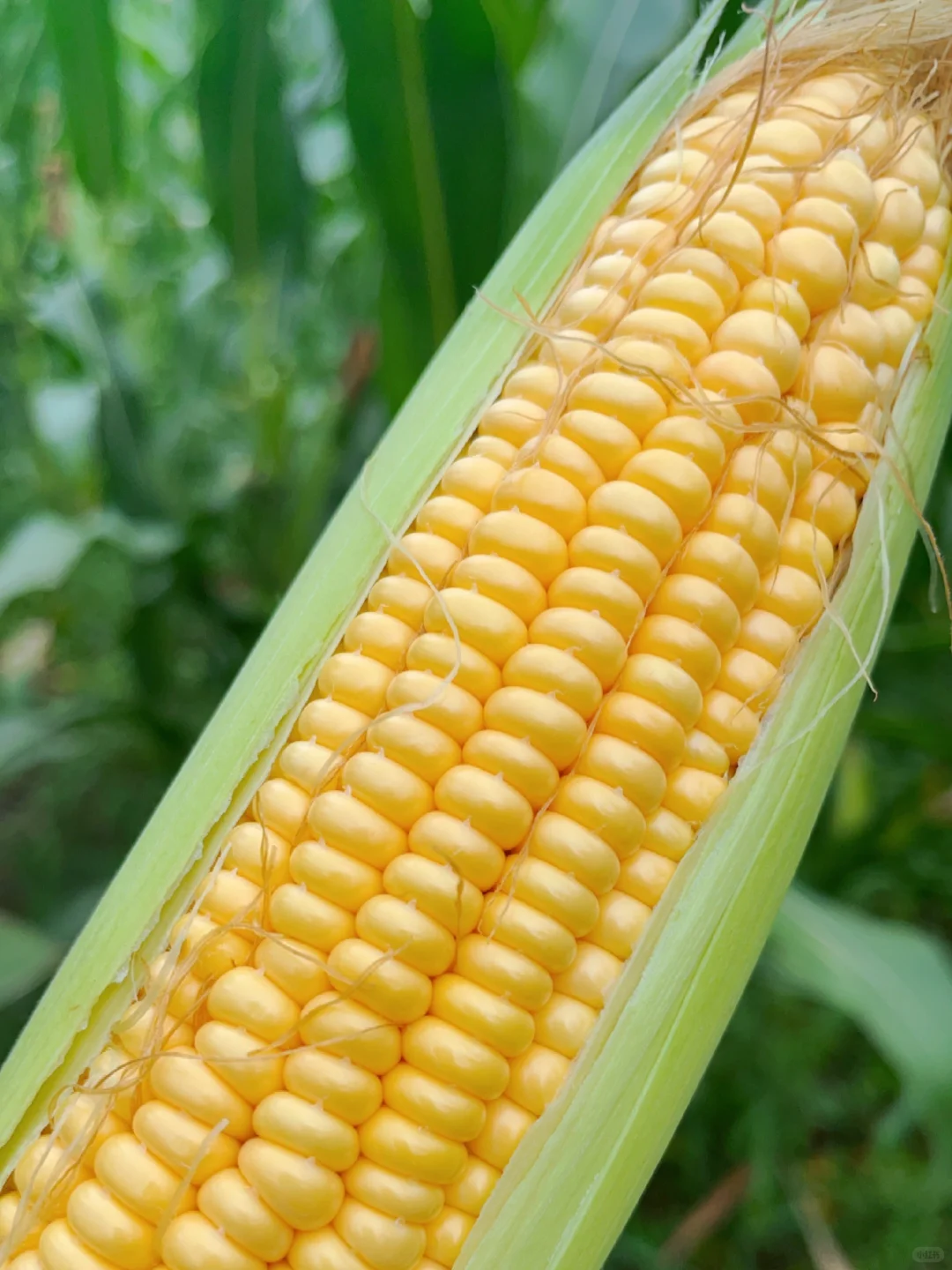 农场玉米熟了，现摘现发