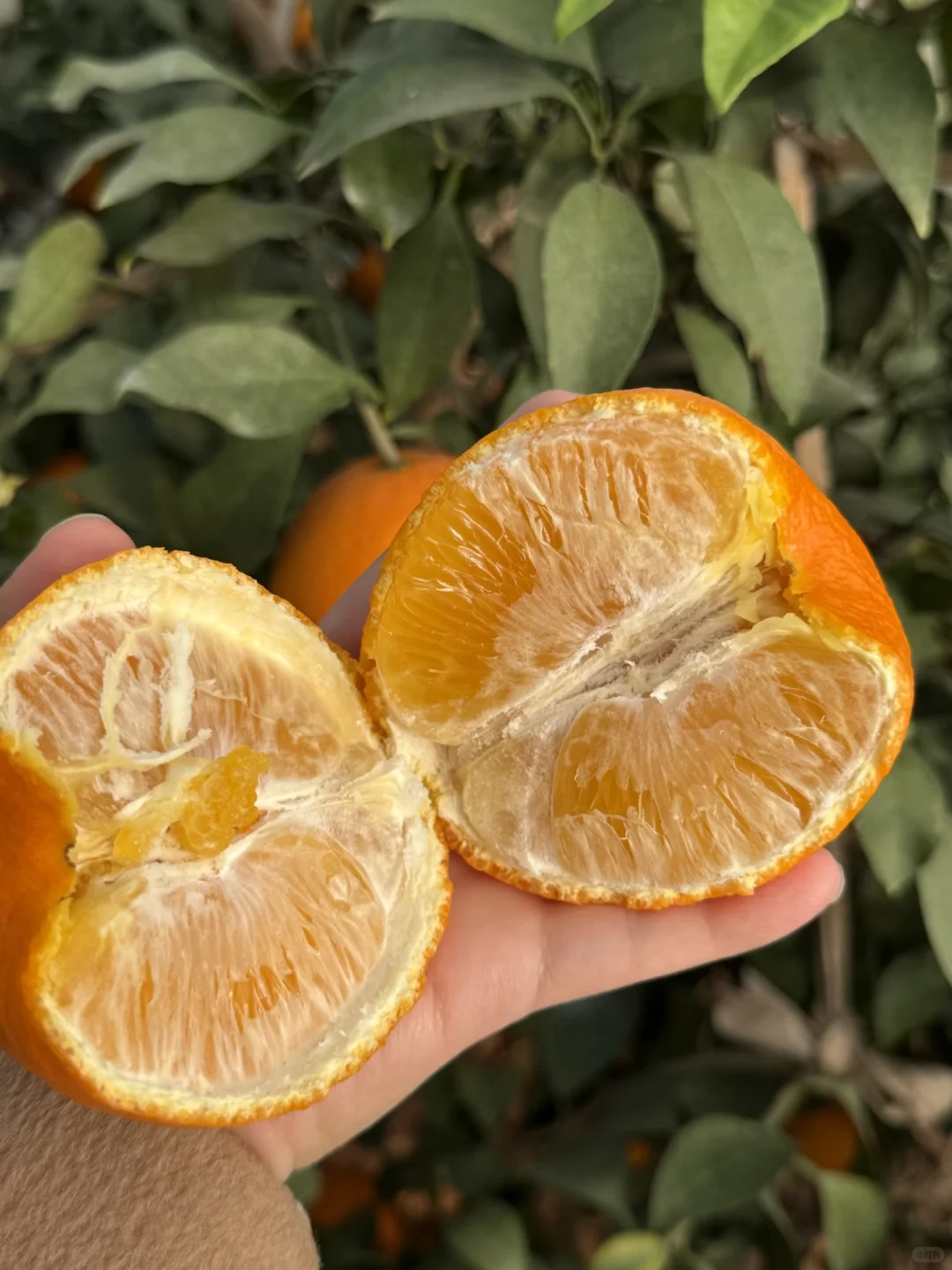 助农人在线蹲！！