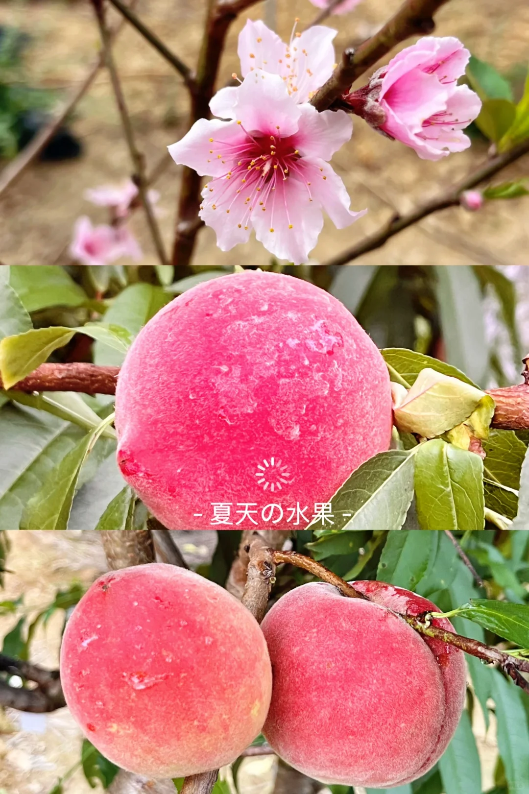 新一季的水果又要来啦～???