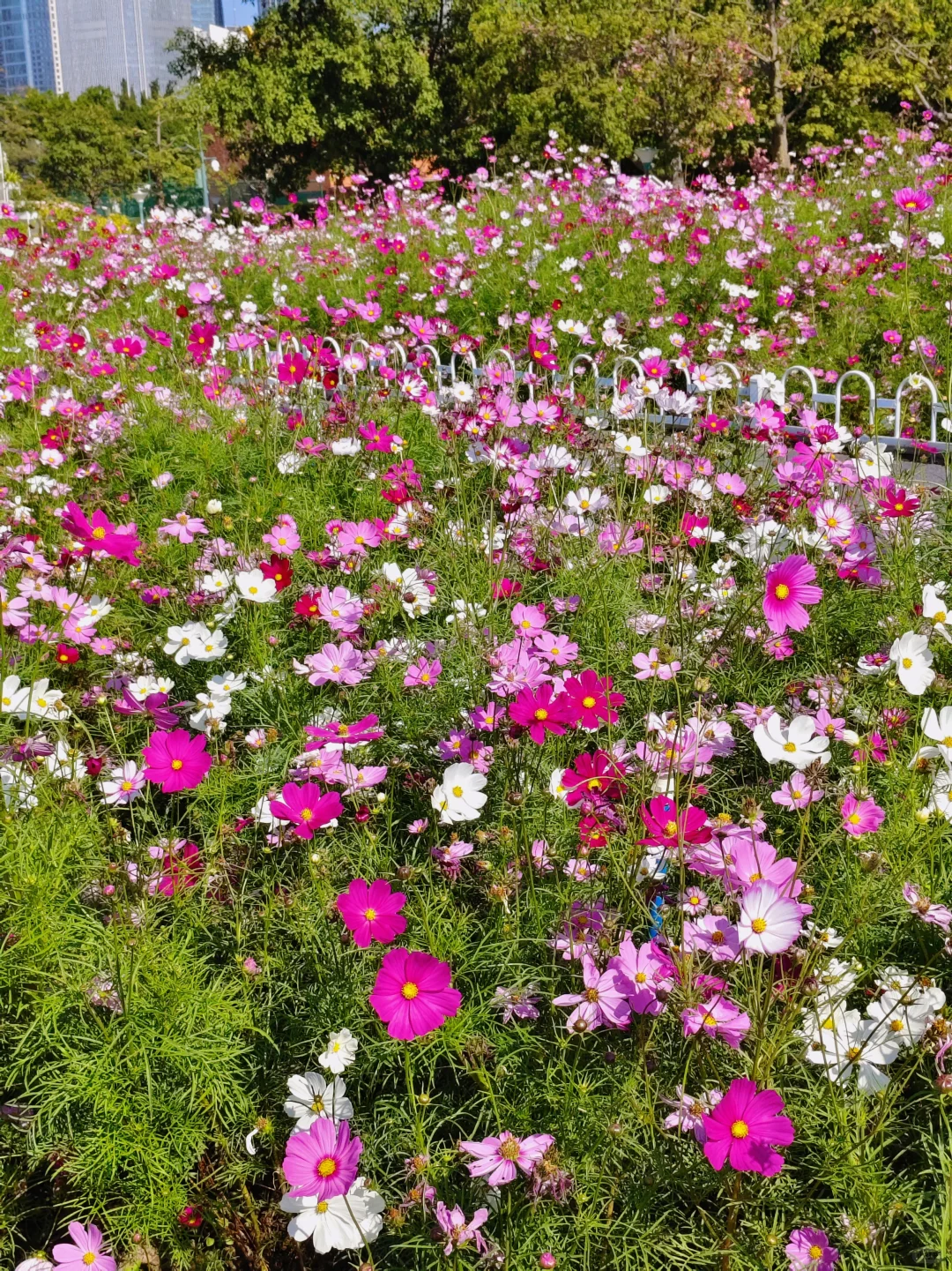广州园博会 好多花花呀 拍照太美啦